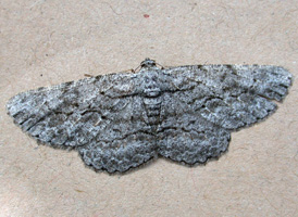 Common Gray
